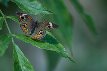 Buckeye Butterfly (Brush Footed Butterfly, Nymphalidae, Junonia Coenia) Sitting On A Leaf With Open Wings Containing Orange And White Bands And Purple Circle Patterns