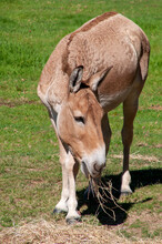 Dubbo Australia, Close-up Of An Endangered Persian Onager Eating Hay.
