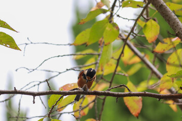 木の枝に止まって木の実を食べるヤマガラ