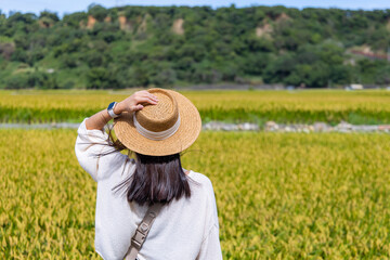 Wall Mural - Travel woman visit the rice field in countryside