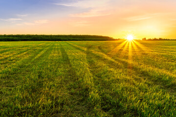 Scenic view at beautiful spring sunset in a green shiny field with green grass and golden sun rays, cloudy sky on a background, forest and country road, summer valley landscape