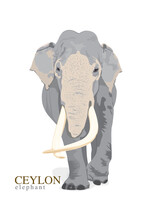 Sri Lankan (Ceylon) Elephant Vector Illustration Art
