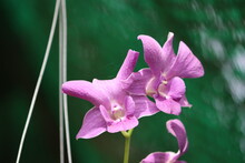 Cambodia. Cattleya Is A Genus Of Orchids From Costa Rica South To Argentina. The Genus Is Abbreviated C In Trade Journals.