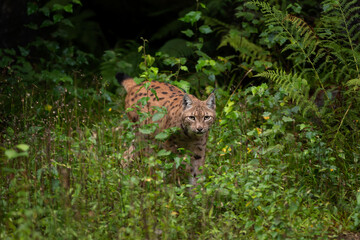 Poster - Eurasian lynx in the european forest. Hidden cat in the spring season. Lynx kitten in the bushes. Czech nature. The spotted biggest european cat.