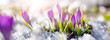 Leinwanddruck Bild - Closeup panoramic view of the spring flowers in the park.