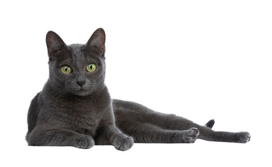 silver tipped blue adult korat cat laying down side ways and looking straight at camera with green e