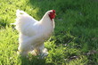 white cochin rooster walking in the field