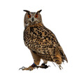 Turkmenian Eagle owl / bubo bubo turcomanus sitting isolated on transparent background looking over shoulder in lens