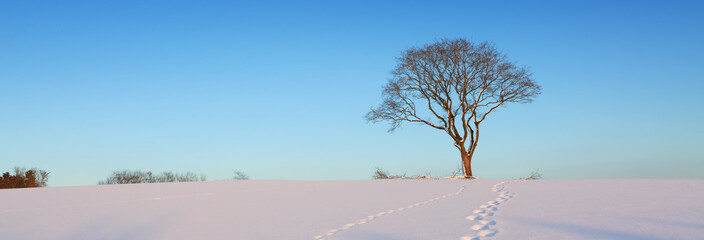 Wall Mural - Beautiful winter background with tree in the snow.