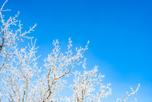 Tree Branches Covered With White Hoarfrost Against The Blue Sky Background. Up View. Frozen Plants. Pattern Of Pear Tree In Winter Season. Fruit Garden Details. Beauty In Nature. Frosty Sunny Weather