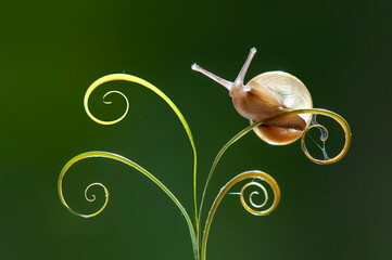 Wall Mural - Snail  on leaf in tropical garden , green background , macro snail 