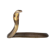 Adult Monocled Cobra Aka
Naja Kaouthia Snake, In Defense Position. Isolated Cutout On Transparent Background.