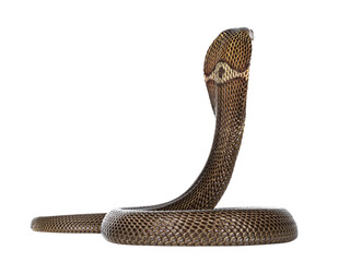 Fototapete - Adult Monocled cobra aka
Naja kaouthia snake, in defense position. Isolated cutout on transparent background.