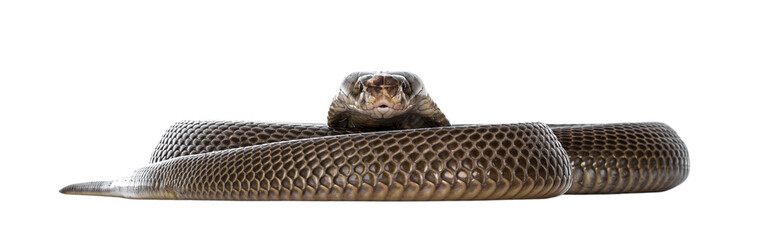 Leinwandbilder - Adult Monocled cobra aka
Naja kaouthia snake. Isolated on cutout on transparent background.