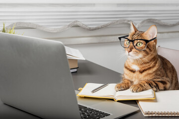Charming cat in glasses working with a laptop.