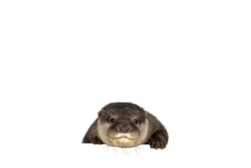 Wall Mural - head shot of cute young asian small clawed otter aka aonyx cinerea, standing behind edge. looking to