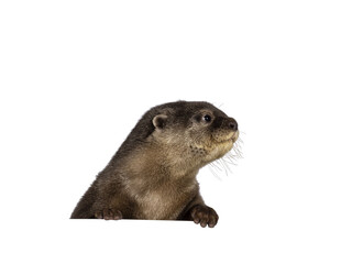 Fototapete - Head shot of cute young Asian small clawed otter aka Aonyx cinerea, standing behind edge. Looking side ways showing profile. Isolated on a transparent background.