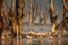 Flamingos Standing In Lake