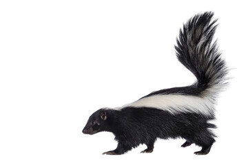 Poster - Cute classic black with white stripe young skunk aka Mephitis mephitis, walking side ways. Head up looking straight ahead with tail high up. Isolated cutout on transparent background.