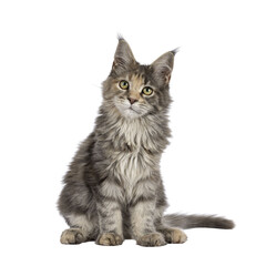 Poster - Cute blue tortie Maine Coon cat kitten, sitting up front. Looking towards camera. Isolated on a transparent background.