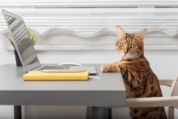 Wall Mural - The cat is sitting on the desktop next to a laptop and a notepad, a white home office