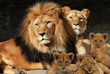 Fototapeta Koty - Lion Family
