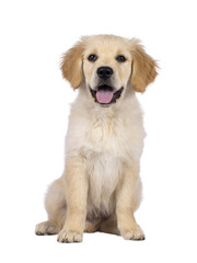 Poster - Adorable 3 months old Golden retriever pup, sitting up facing front. Loking towards camera with dark brown eyes. Isolated on a transparent background. Mouth open, tongue out.