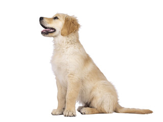 Wall Mural - Adorable 3 months old Golden retriever pup, sitting up side ways. Looking up and away from camera with dark brown eyes. Isolated on a transparent background.. Mouth open, tongue out.