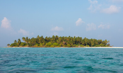 Wall Mural - Remote tropical island with thick vegetation an coconut palm trees