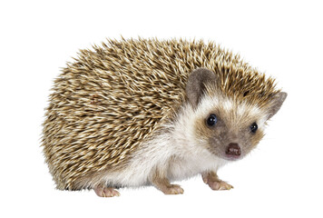 cute young oak brown african pygmy hedgehog, standig side ways. looking straight towards camera. iso