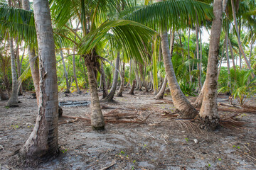 Wall Mural - Remote tropical island with coconut palm trees