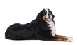 Pretty adult Berner Sennen dog, laying down side ways. Looking towards camera. Isolated cutout on a transparent background.