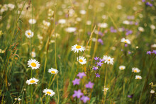 A Meadow With Lots Of Leucanthemum Vulgare, Known As Bull's-eye Daisy, And Campanula Patula, Known As Bluebells