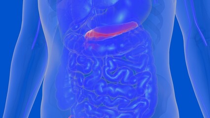 Wall Mural - Pancreas Human Digestive System Anatomy For Medical Concept 3D