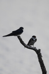 Wall Mural - Hirundo albigularis - White-throated swallow - Hirondelle à gorge blanche