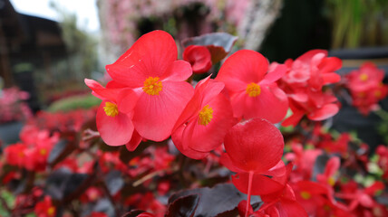 Wall Mural - Close up photo of Red wax begonia flower blooming in a garden.