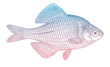Rosy bitterling rhodeus ocellatus, freshwater fish in side view