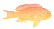 female sea goldie pseudanthias squamipinnis, tropical reef fish in side view