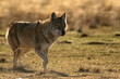Eurasian wolf or Canis lupus lupus walks in steppe