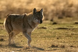 Fototapeta  - Eurasian wolf or Canis lupus lupus walks in steppe