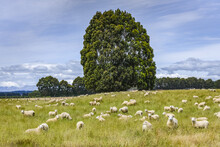 Flock Of Sheep Grazing In Field On A Sunny Day With A Cloudy Sky; Manapouri, Southland, South Island, New Zealand
