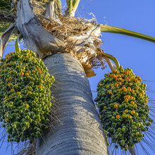A Date Palm (Phoenix Dactylifera) With Clusters Of Ripening Dates, Viewed From A Low Angle Against A Blue Sky; Waiheke Island, Auckland Region, New Zealand