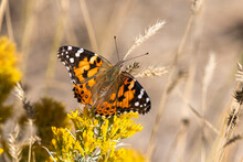 American Painted Lady Butterfly On A Blossoming Yellow Rabbitbrush, Colorado, USA