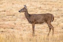 Female White-tail Deer (Odocoileus Virginainus) Standing In Dry, Brown Late Summer Grass In The Rocky Mountain Arsenal National Wildlife Refuge; Colorado, United States Of America