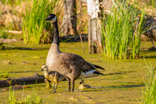 Adult Canada Goose (Branta Canadensis) Standing In A Swamp Pond Watching Over Two Goslings On A Sunny Day; Elk Island National Park, Alberta, Canada