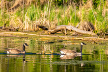 Two Adult Canada Geese (Branta Canadensis) Swimming In A Swamp Pond With Two Goslings Between Them On A Sunny Day; Elk Island National Park, Alberta, Canada