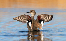 A Gadwall Duck Drake Flapping Its Wings, Revealing Its Colorful Wing Feathers In A Calm Tranquil Lake.