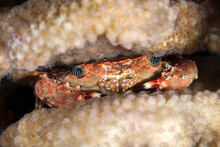 Hawaiian Swimming Crab (Goniosupradens Hawaiensis); Maui, Hawaii, United States Of America