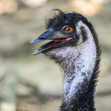 Close-up Of Emu Head With His Mouth Open To Look Like It Is Smiling, Wildlife Habitat; Port Douglas, Queensland, Australia