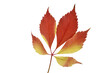 © Designpics - Close-up of a leaf from a Virginia creeper plant with autumn color on a white background; Studio Shot